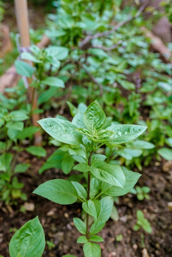 Découvrez greenzer : astuces pour un mode de vie écologique